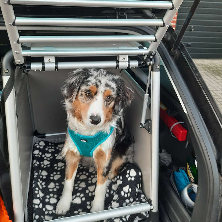 Nobby Hunde-Autobox ROUND CORNER